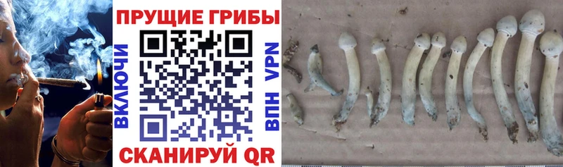 Галлюциногенные грибы прущие грибы  Мценск 